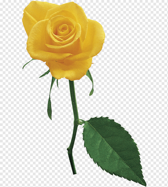 Желтые розы на прозрачном фоне