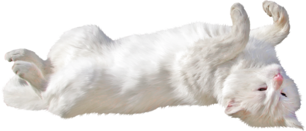 Спящий кот на белом фоне