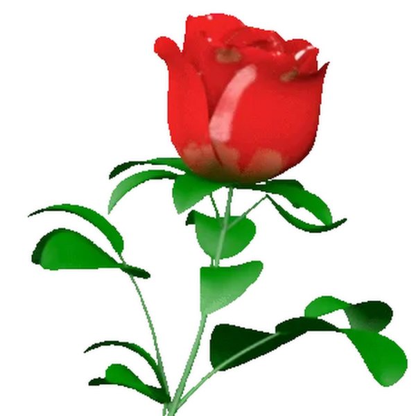 Роза крутится