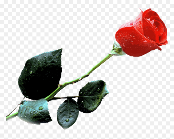 Живые розы на прозрачном фоне