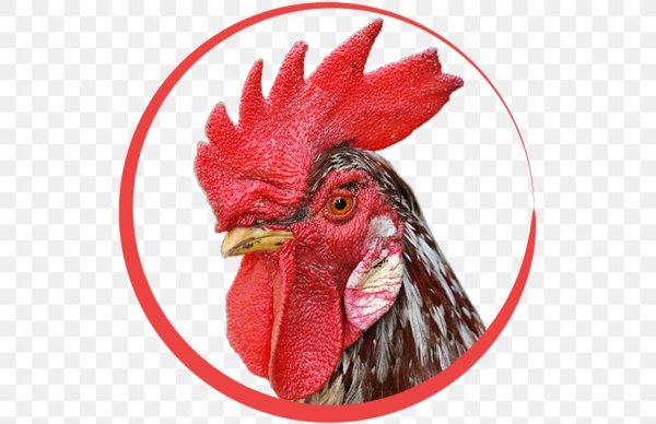 Смайл петух