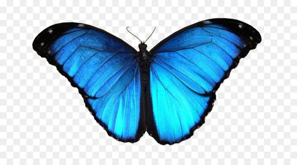 Смайлик бабочка