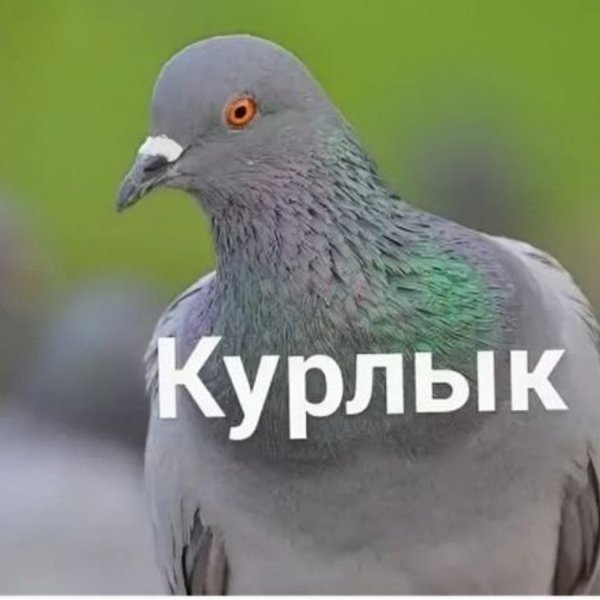Курлык курлык