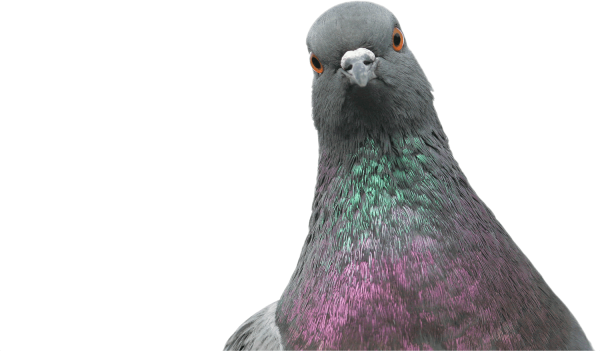 Голубь картинка