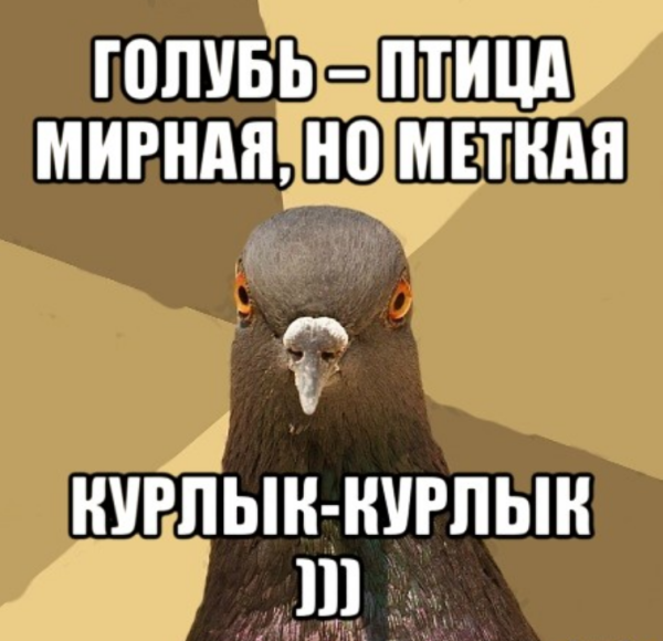 Мемы с голубями