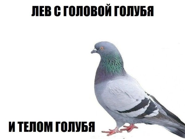 Мемы с голубями