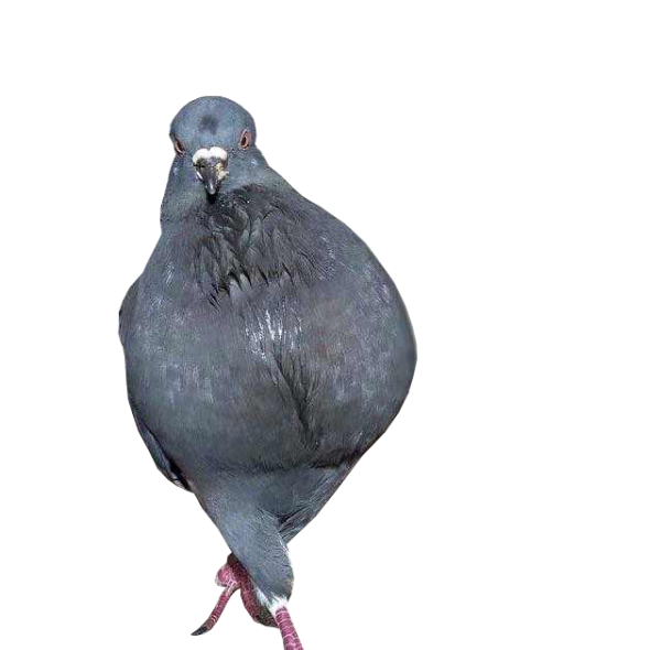 Голубь Наташа