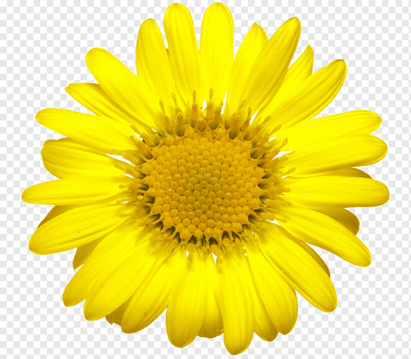 Желтая Ромашка рисованная