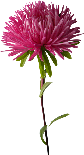 Хризантема Зидана