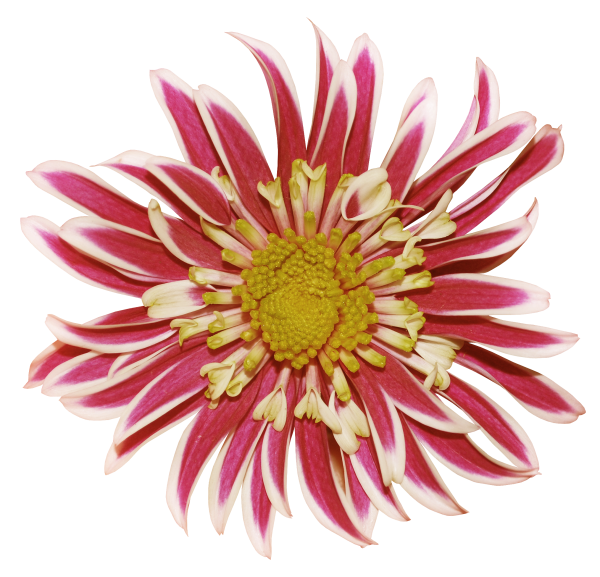 Хризантемы вид сверху