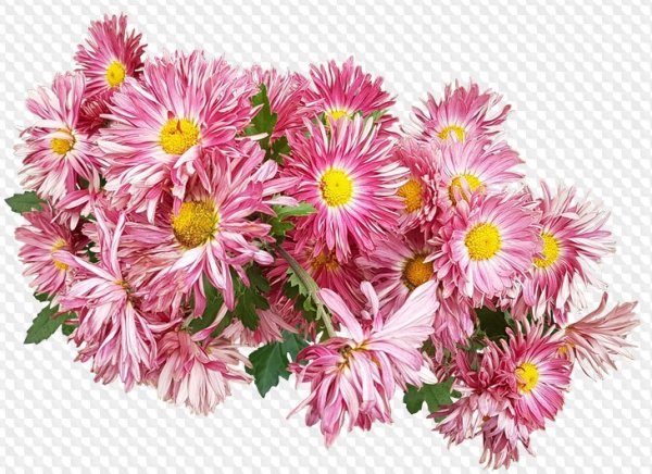 Хризантемы на прозрачном фоне