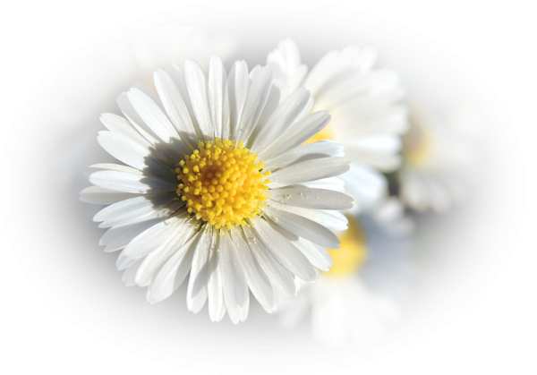 Ромашки полукругом