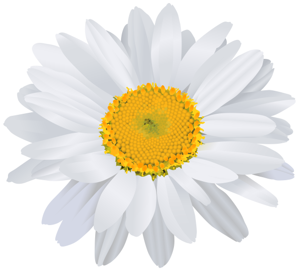 Красивые ромашки на прозрачном фоне