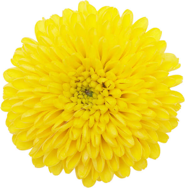 Хризантема одуванчик жёлтый