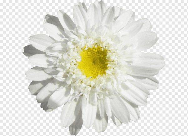 Белая Ромашка на белом фоне