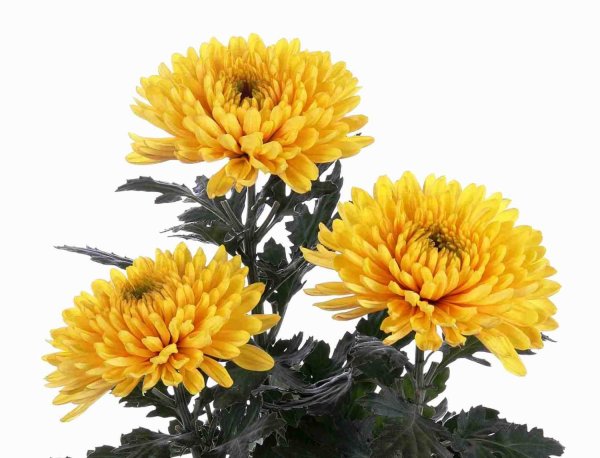 Хризантема розовая