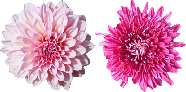 Хризантемы на прозрачном фоне