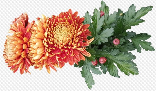 Цветына прозрачном фонен