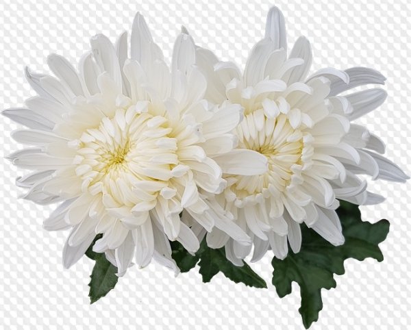 Хризантема оранжевая на белом фоне