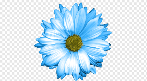 Ромашка на белом фоне