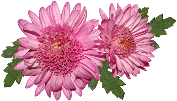 Хризантема сверху