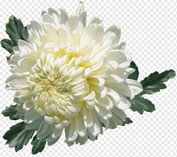 Хризантема Андреа