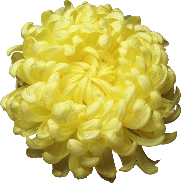 Хризантема ириса Вайолент