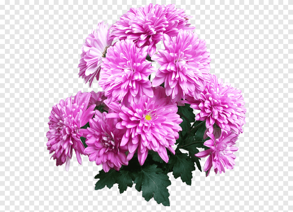 Хризантема на белом фоне