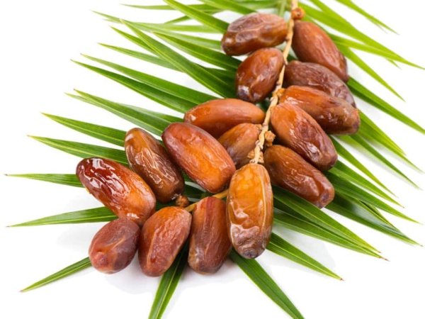 Финики на ветке