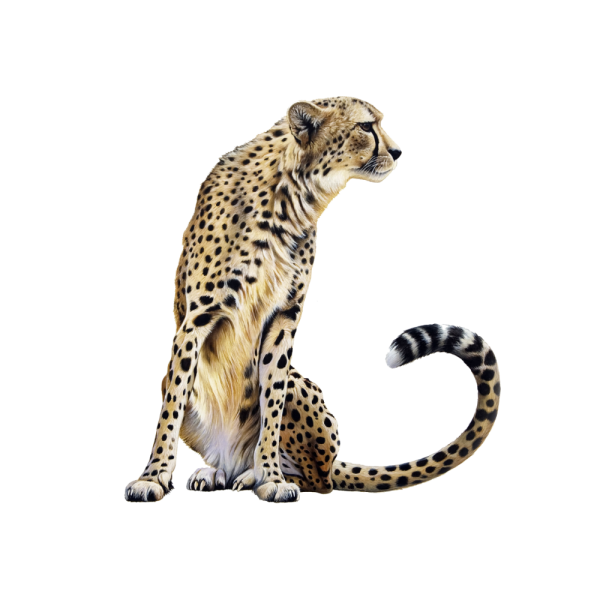 Гепард на прозрачном фоне для фотошопа