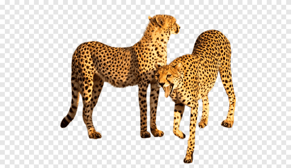 Клипарты гепарда живого