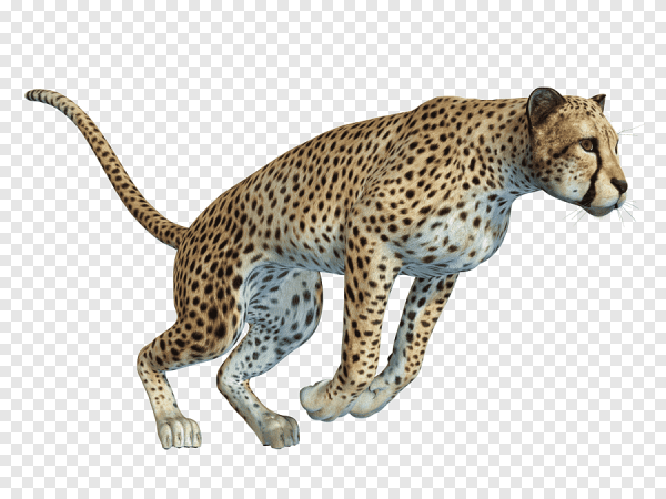 Gepard на белом фоне