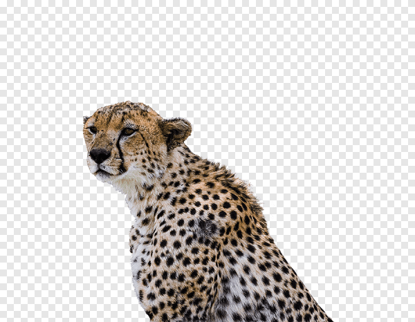 Леопард с горы Килиманджаро