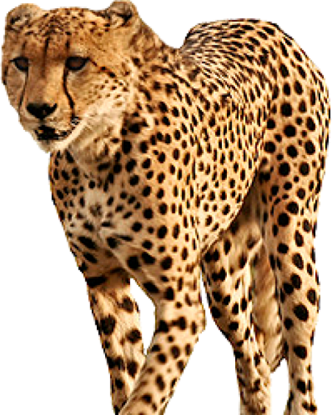 Гепард вектор