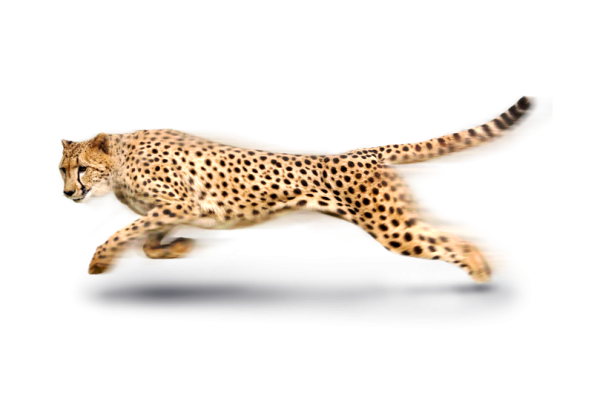 Cheetah на белом фоне