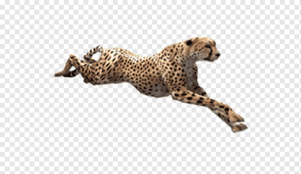 Гепард бежит PNG