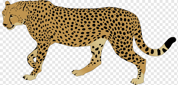 Гепард для детей