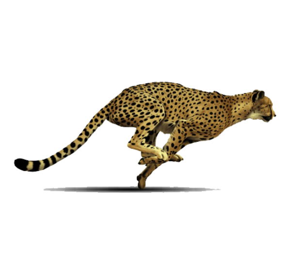 Cheetah на белом фоне