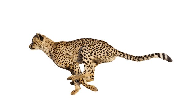 Гепард на белом фоне