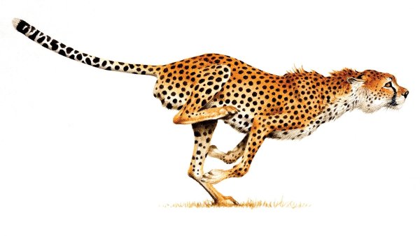 Cheetah на белом фоне