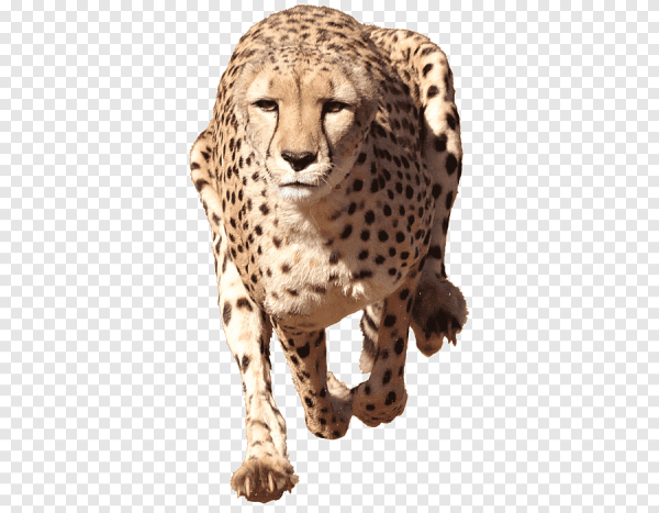 Cheetah на белом фоне