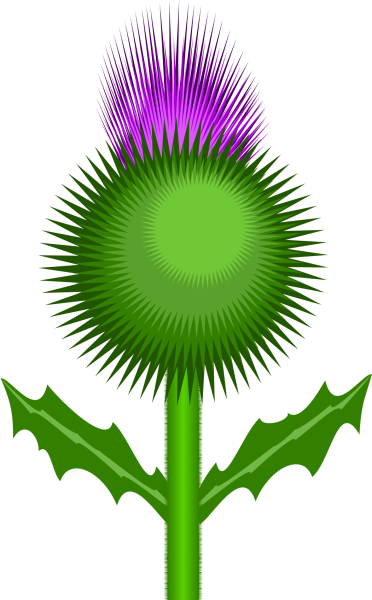 Чертополох вектор