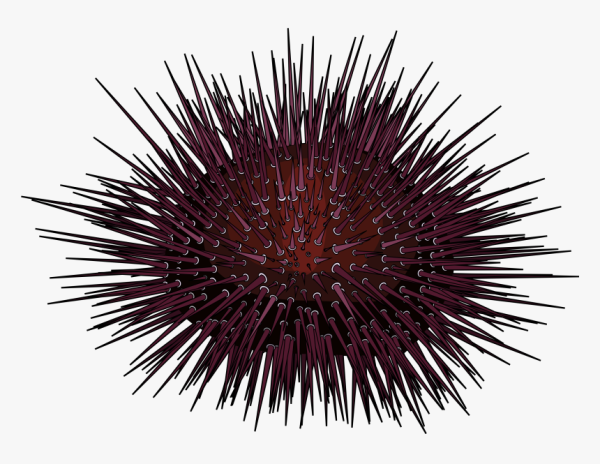 Морской еж для детей