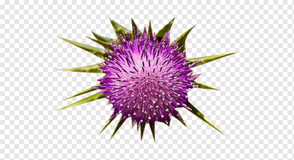 Расторопша вектор