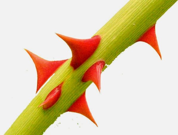 Шипы на белом фоне