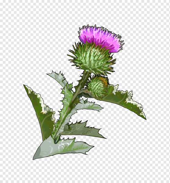 Лопух и расторопша