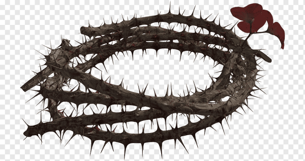 Лиана с шипами