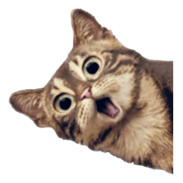 Котик в шоке