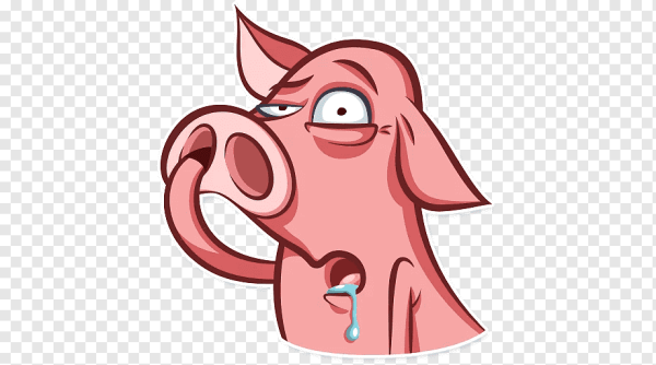 Морда свиньи