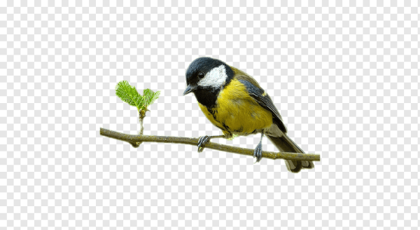 Синица на белом фоне